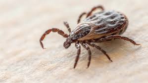 Весна — время активности клещей