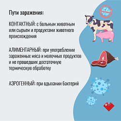 Бруцеллез — острое инфекционно-аллергическое, зоонозное заболевание. Департамент здравоохранения Югры информирует